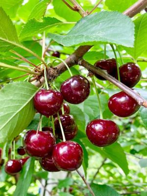 Дюки Чудо- вишня купить с доставкой 