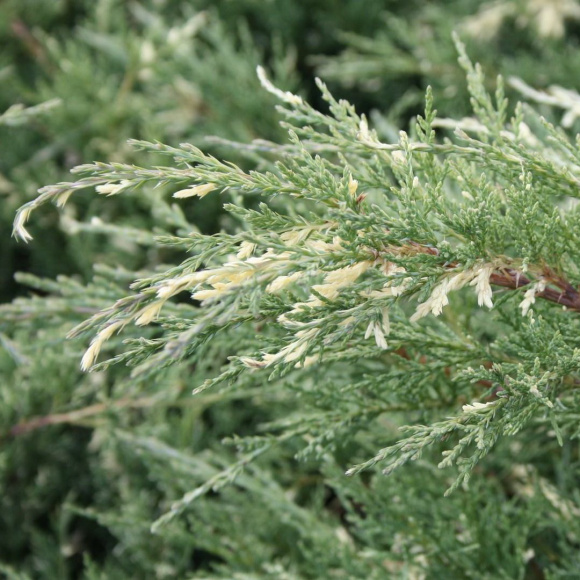 Можжевельник Хетц Вариегата (Hetz Variegata) купить с доставкой
