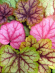 Гейхера Циркус (Circus) купить с доставкой