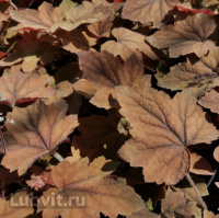 Гейхера Биг Бронз (Big Bronze)