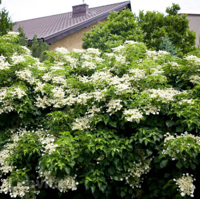 Гортензия Винтер Сюрпрайз (Winter Surprise) черешковая купить с доставкой Гортензия Winter Surprise уникальный сорт подобный вьющейся лиане. Ее декоративность кроется не столько в соцветиях, сколько в листьях и нежном запахе меда.