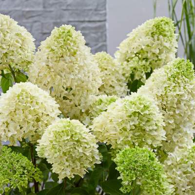 Гортензия Скайфолл (Skyfall) метельчатая купить с доставкой уникальный сорт, чьи цветы по форме напоминаю гиацинт