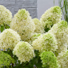 Гортензия Скайфолл (Skyfall) метельчатая