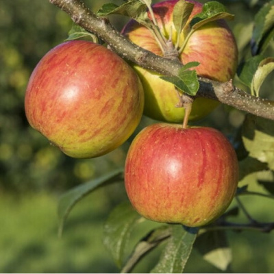 Яблоня Подарок садоводам купить с доставкой Осенний сорт яблони, выведенный в Сибири Л. Ю. Жебровской, И. П. Калининой, Т. Ф. Корниенко, Н. И. Дорохиной, Г. В. Чупиной.  Яблоня оправдывает свое название – сорт абсолютно неприхотлив и вынослив, что позволяет его вырастить даже неопытным начинающим садоводам.