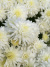 Хризантема мультифлора Браноблесс Вайт (Brannobless White) купить с доставкой