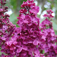 Сирень Радж Капур