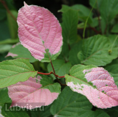 Актинидия коломикта Адам (Adam) купить с доставкой мужская форма с очень красиво окрашенными листьями