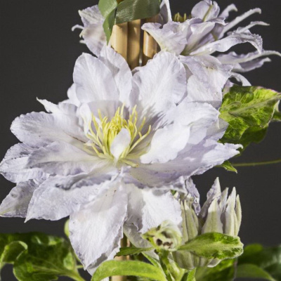 Клематис Денсинг Кинг (Dancing King) купить с доставкой Нежный белый клематис, надевший махровую корону, станет настоящим королем вашего сада. От его крупных цветов невозможно оторвать глаз!