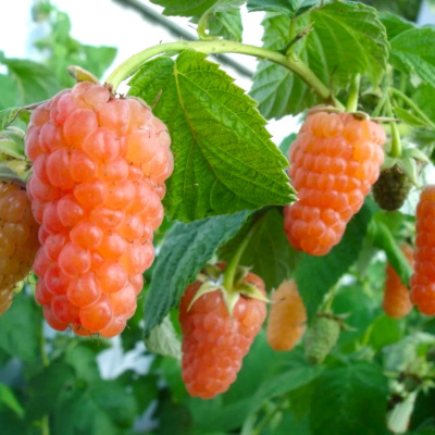 Малина ремонтантная Оранжевое Чудо купить с доставкой ​Необычайной красоты сорт ремонтантной малины Оранжевое чудо порадует своими прекрасными вкусовыми качествами, крупными плодами и яркой окраской ягод.  Сорт выведен относительно недавно селекционером И. В. Казаковым в Брянской области.