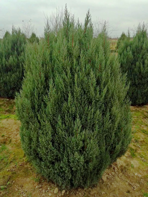 Можжевельник китайский купить с доставкой Хвойный кустарник, очень популярный в ландшафтном дизайне. С легкостью приживается на любом дачном участке. Хорошо переносит жару и сильный мороз. Несомненно, добавит Вашему саду изящество и благородность