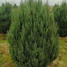 Можжевельник китайский