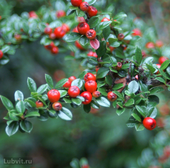 Кизильник блестящий (Cotoneaster Lucidus) купить с доставкой