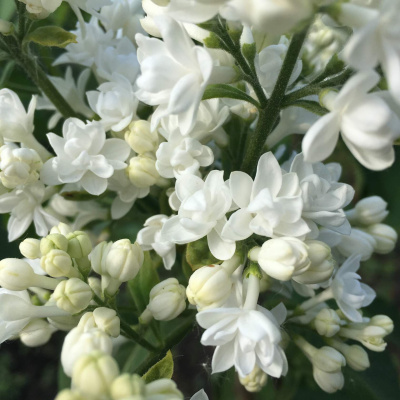 Сирень Моник Лемуан (Monique Lemoine) купить с доставкой Сирень Моник Лемуан – один из самых красивых и изысканных французских сортов. Роскошные махровые соцветия нежного белоснежно-кремового оттенка мгновенно привлекают к себе внимание, позволяя саду заиграть новыми, утонченными красками.