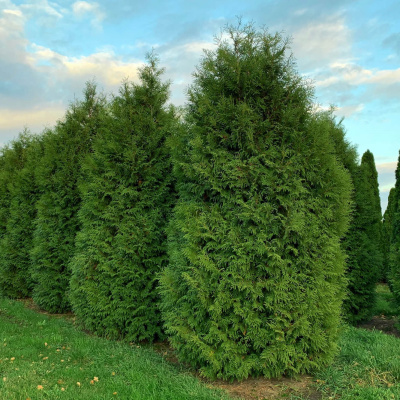 Туя Брабант (Brabant) купить с доставкой пользуется большой популярностью у ландшафтных дизайнеров, один из самых неприхотливых сортов туи