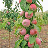 Яблоня Триумф