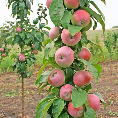 Яблоня Триумф купить с доставкой Яблоня Триумф – колоновидный сорт, идеальное решение для небольшого сада. Сладкие плоды, оригинальная форма дерева и компактный размер – это лишь немногие из достоинств этого сорта.