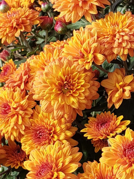 Хризантема мультифлора Золотой апельсин (Golden Orange) купить с доставкой