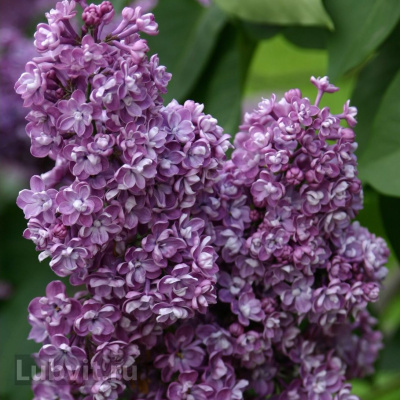 Сирень Павлинка купить с доставкой Свое название эта сирень получила за уникальные цветы, которые похожи на распушенный хвост павлина. Это удивительная сирень станет прекрасным украшением любого сада