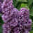 Сирень Павлинка купить с доставкой Сирень Павлинка купить с доставкой - Сирень Павлинка купить с доставкой