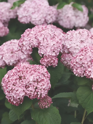 Гортензия Свит Аннабель (Sweet Annabelle) древовидная купить с доставкой Карликовая может радовать вас перламутровыми переливающимися цветками даже дома благодаря своим размерам