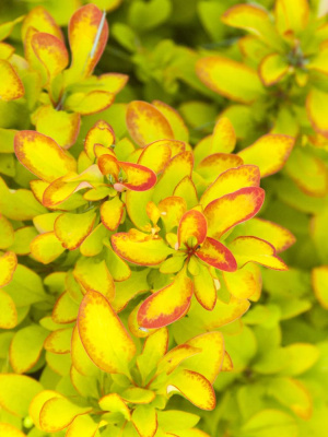 Барбарис Лимончелло (Limonsello) купить с доставкой яркая и оригинальная новинка с необычной лаймовожелтой листвой и тонкой, почти точечной каемкой