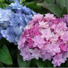 Гортензия Ю энд Ми Фореве (You and Me Forever) крупнолистная