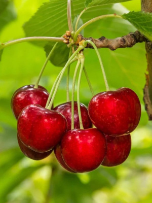 Дюки Эффектная купить с доставкой 