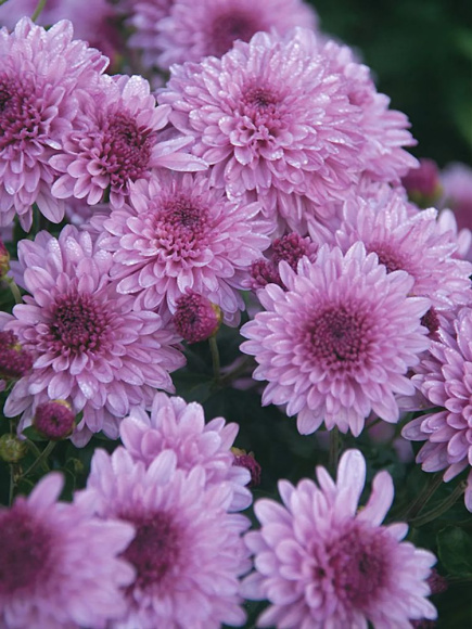 Хризантема мультифлора Санбим Пинк Биколор (Sunbeam Pink Bicolor) купить с доставкой Хризантема мультифлора Санбим Пинк Биколор (Sunbeam Pink Bicolor) купить с доставкой