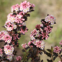 Пузыреплодник Тайни Вайн (Tiny Wine)