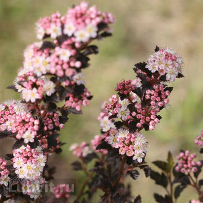 Пузыреплодник Тайни Вайн (Tiny Wine) купить с доставкой великолепный сорт, награжденный Серебряной медалью, Плантариум 2014г