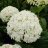 Гортензия Уайт Болл (White Ball) древовидная купить с доставкой Гортензия Уайт Болл (White Ball) древовидная купить с доставкой - Гортензия Уайт Болл (White Ball) древовидная купить с доставкой