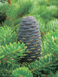 Пихта сибирская (Abies sibirica)