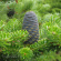Пихта сибирская (Abies sibirica) купить с доставкой Пихта сибирская (Abies sibirica) купить с доставкой