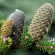 Шишки пихты сибирской
(Abies sibirica) Шишки пихты сибирской
(Abies sibirica)