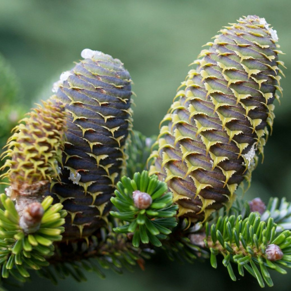 Шишки пихты сибирской
(Abies sibirica) Шишки пихты сибирской
(Abies sibirica)