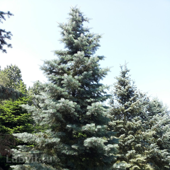 Пихта Конколор (CONCOLOR) купить с доставкой Пихта Конколор (CONCOLOR) купить с доставкой