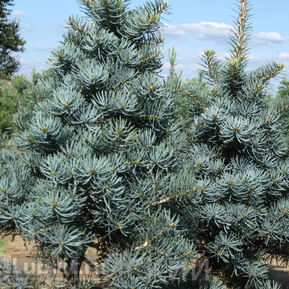 Пихта Конколор (CONCOLOR) купить с доставкой Пихта Конколор (CONCOLOR) купить с доставкой