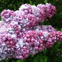 Сирень Жди меня PBR