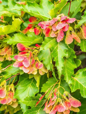 Клен Татарский купить с доставкой настоящее украшение для вашего участка! Компактное деревце поражает текстурой коры и сезонными изменениями во внешнем облике. Весной красноватые побеги, летом сочная зелень, а осенью настоящий фейерверк желтых, оранжевых и красных оттенков. Крылатки-плоды наливаются ярко-малиновым цветом, создавая потрясающий контраст. Даже зимой выглядит нарядно благодаря серовато-коричневой коре с темными полосками.