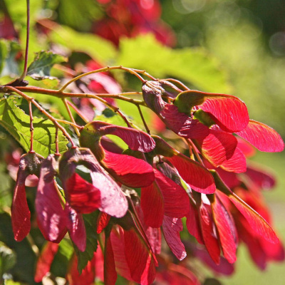 Клен Татарский купить с доставкой 