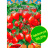 Томат Балконные сердечки [Premium seeds] купить с доставкой - Томат Балконные сердечки [Premium seeds] купить с доставкой
