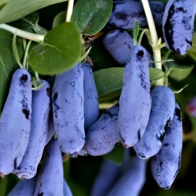 Жимолость Бакчарский Великан купить с доставкой Сорт жимолости Бакчарский Великан – самый крупноплодный представитель культуры. Многие садоводы любят выращивать растение именно благодаря большим ягодам, называя их голубым чудом. Этот сорт жимолости получили в ФГУП «Бакчарское», которое находится в одном из сел Томской области.