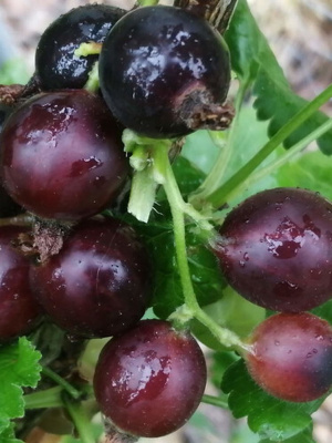 Йошта Крона купить с доставкой 