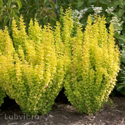 Барбарис Мария (Maria) купить с доставкой способен удивить вас своей необычной расцветкой листвы