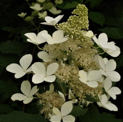 Гортензия Вайт Голиаф (White Goliath) метельчатая купить с доставкой похожа на пушистое облако. Когда распускаются ее махровые стерильные цветочки с длинными тычинками – все становится как в сказке!