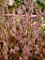 Ива Маунт Асо (Mount Aso)