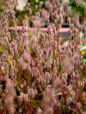 Ива Маунт Асо (Mount Aso) купить с доставкой красавица родом из Японии, которую назвали в честь самого крупного действующего вулкана АсоСан