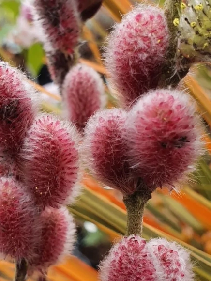 Ива Маунт Асо (Mount Aso) купить с доставкой