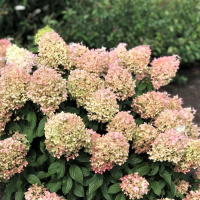 Гортензия Жемчужина Фестиваля (Perle de Festival) метельчатая