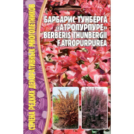Барбарис Тунберга Атропурпурея [Семена редких растений]